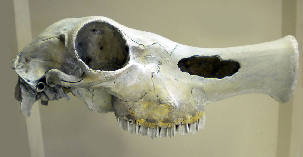 Crâne d'herbivore vu de profil avec grande orbite oculaire, dents et os allongé clair