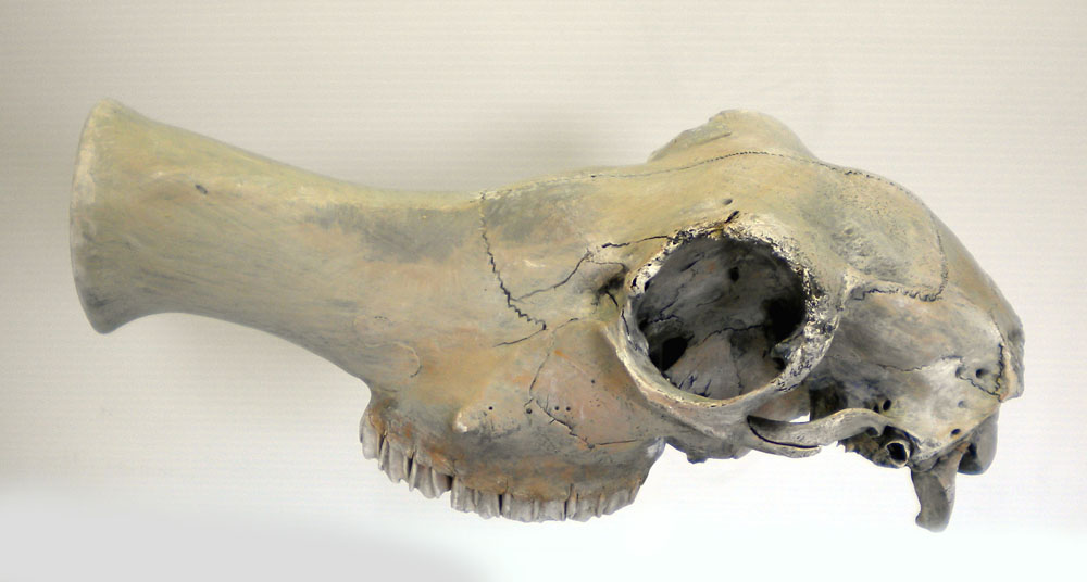 Crâne de Trompettosaurus vu de profil au museau allongé en forme de pavillon de trompette