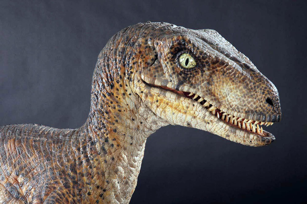 Tête de maquette de Velociraptor de profil, gueule entrouverte sur fond gris sombre