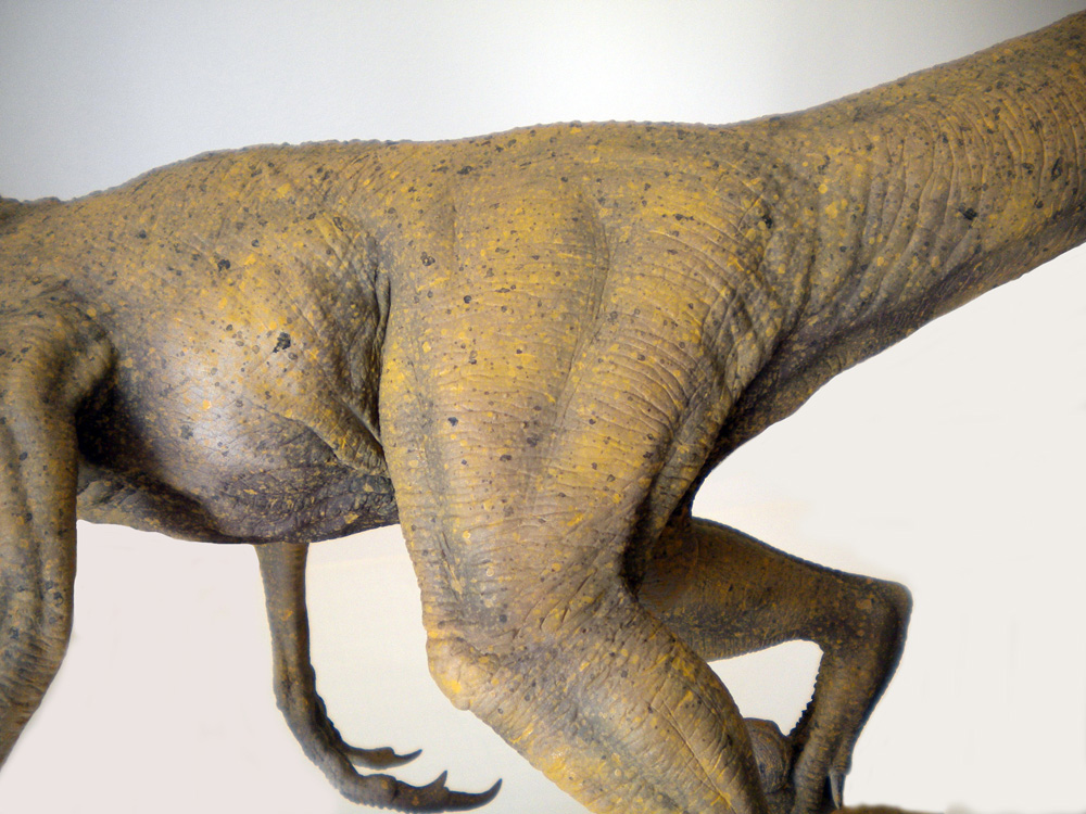 Détail du corps et des pattes peintes d'une maquette de Velociraptor à la peau ocre texturée