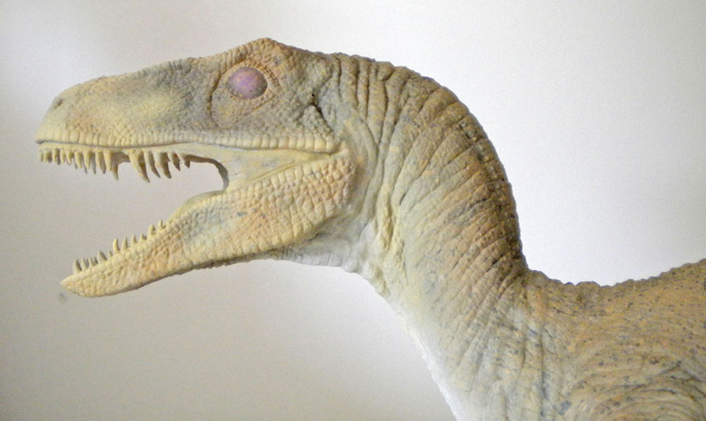 Tête et cou de la maquette de Velociraptor gueule ouverte montrant les dents