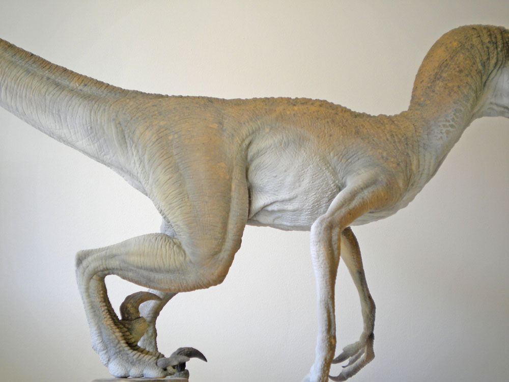 Maquette de Velociraptor peinte en tons clairs montrant le corps, les pattes et la griffe recourbée