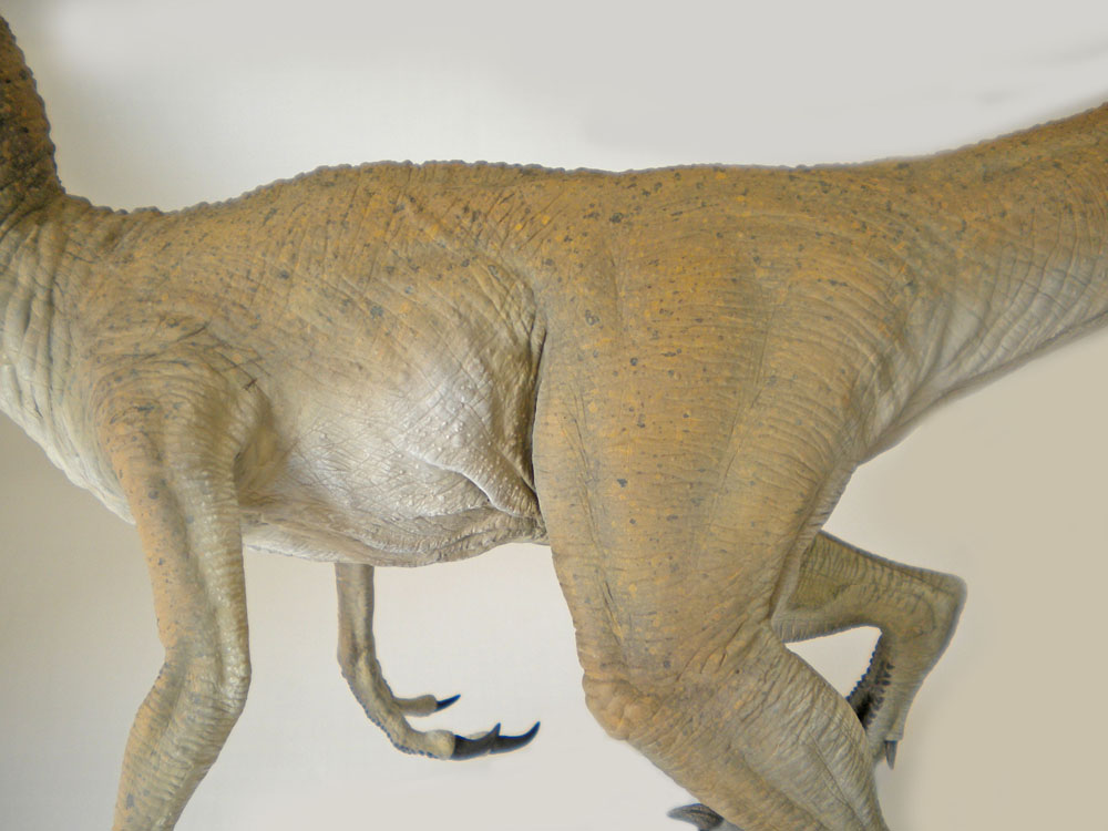 Détail du corps et des pattes griffues d'une maquette de Velociraptor à la peau peinte