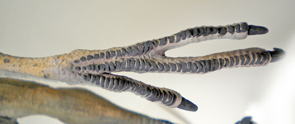 Gros plan sur le pied griffu peint d'une maquette de Velociraptor montrant les doigts écailleux