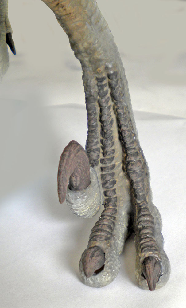 Détail de la patte de Velociraptor montrant les doigts griffus et la grande griffe rétractile recourbée