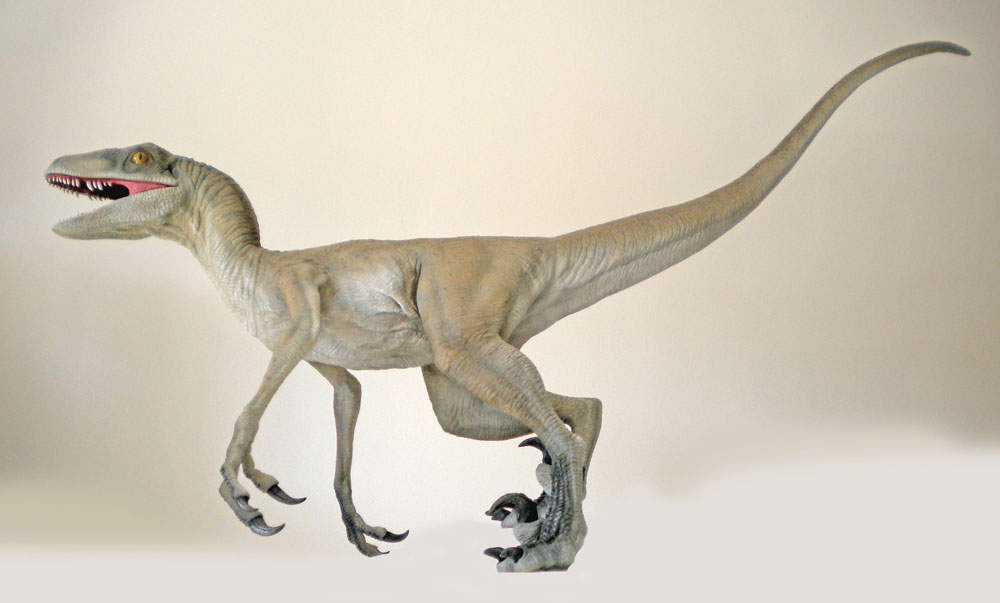 Maquette de Velociraptor gris gueule ouverte en position de marche sur fond clair