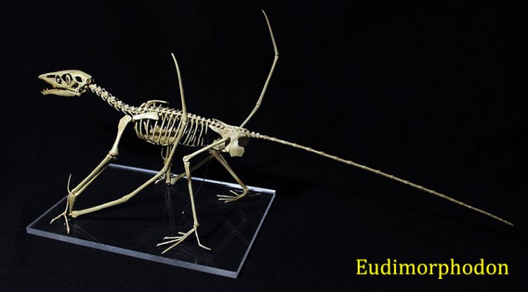 eudimorphodon-1