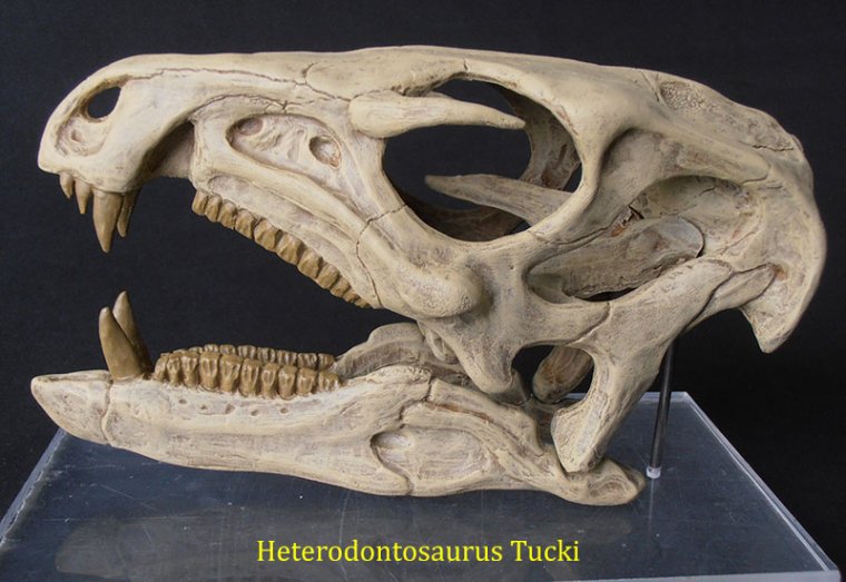 heterodontosaurus-tucki-1