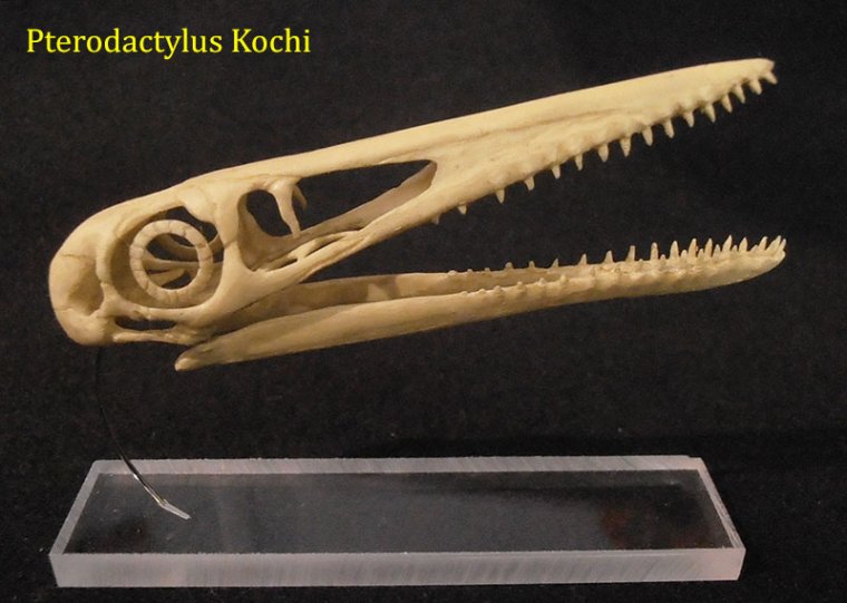 pterodactylus-kochi-1