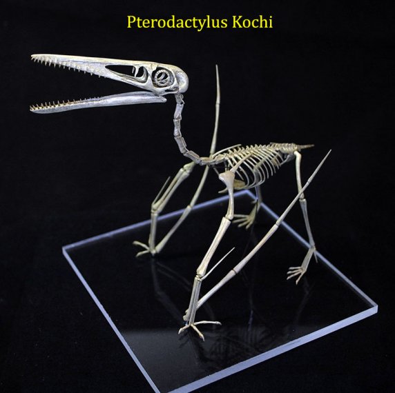 pterodactylus-kochi-2