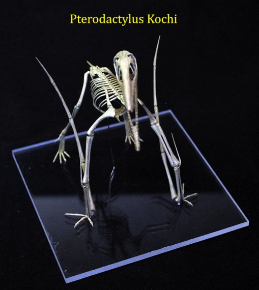 pterodactylus-kochi-3