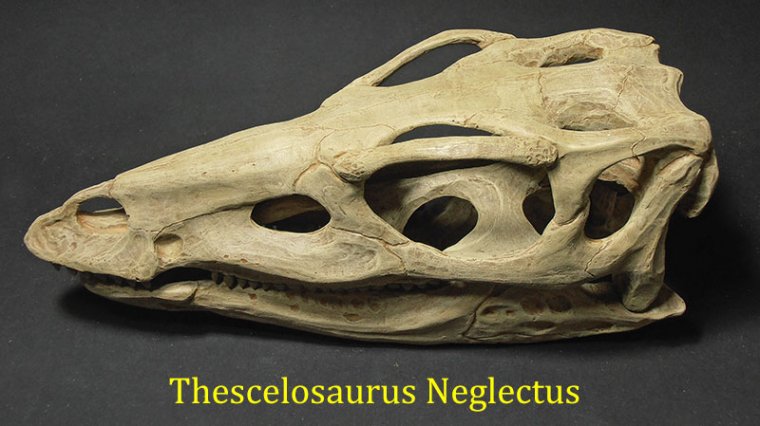 thescelosaurus-neglectus-1