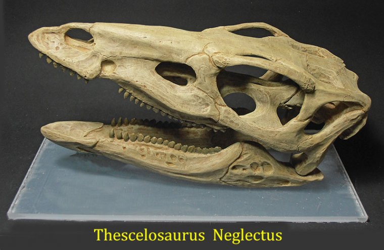 thescelosaurus-neglectus-2