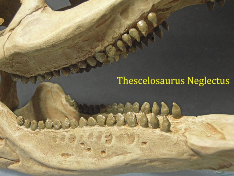 thescelosaurus-neglectus-3