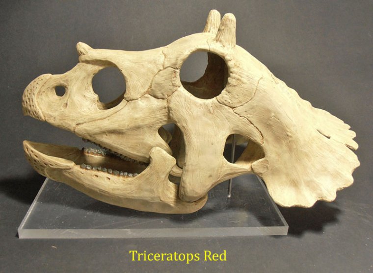 triceratops-red