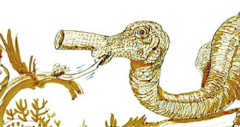 Trompettosaurus - échelle 1