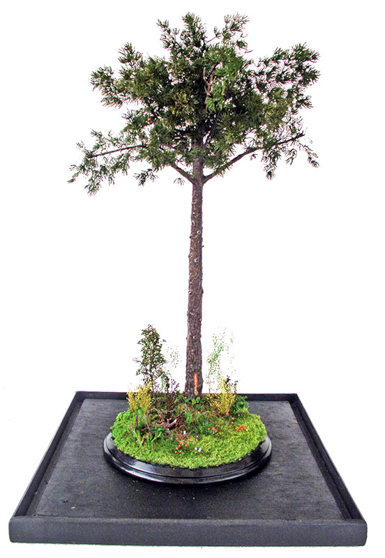 arbre1