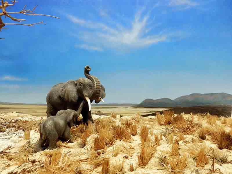 elphants11