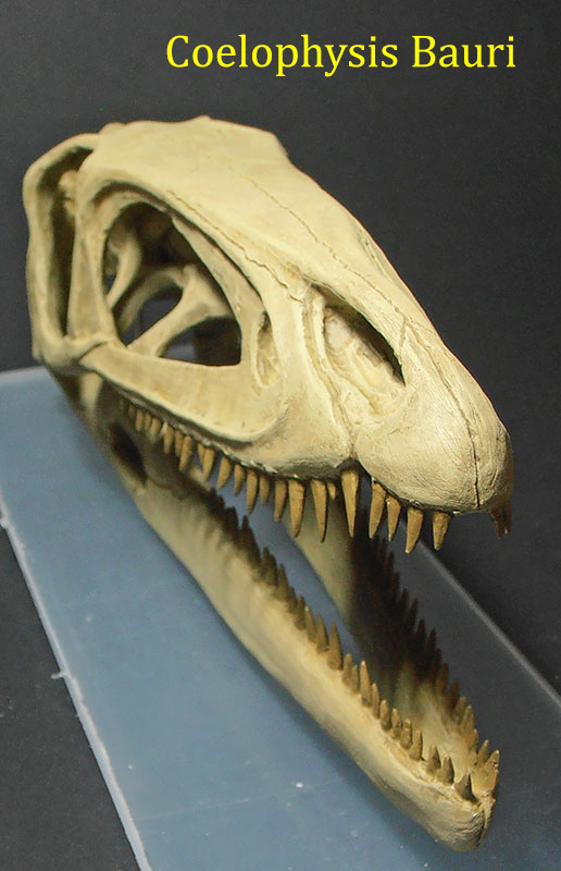 coelophysis-bauri--3