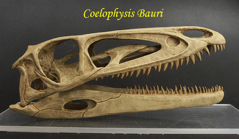 coelophysis-bauri-1