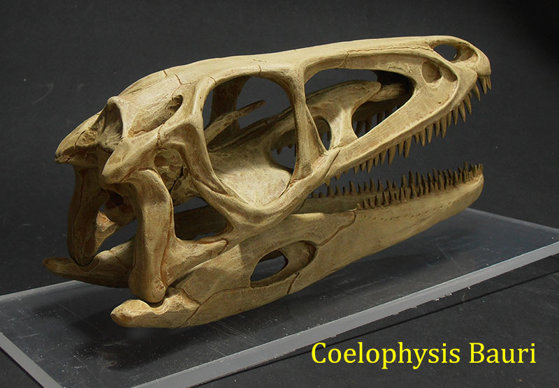coelophysis-bauri-2