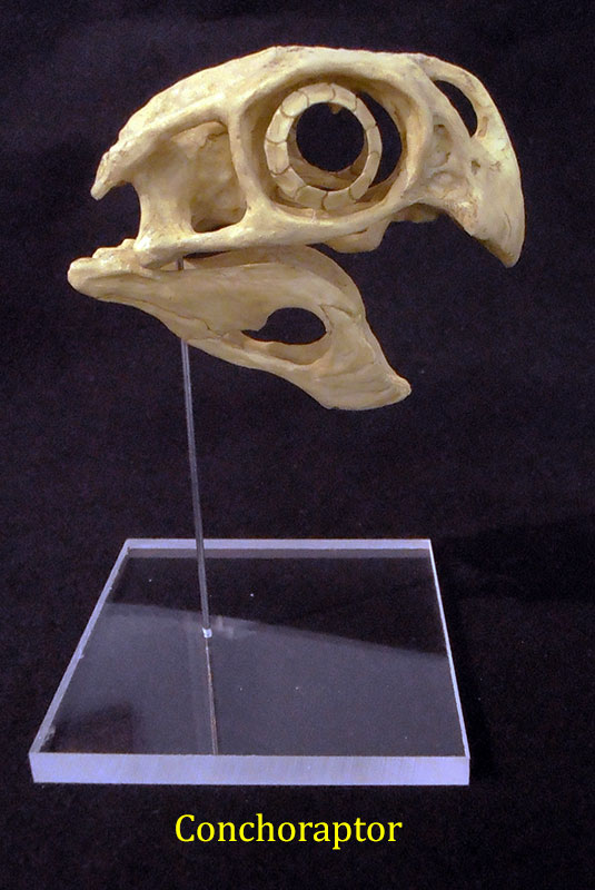 conchoraptor-1