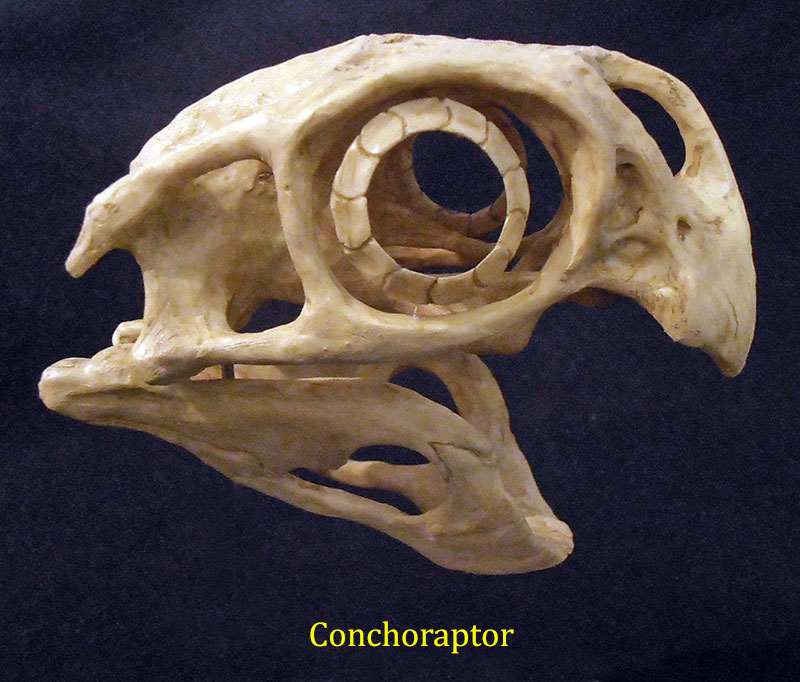 conchoraptor-2