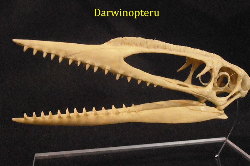 darwinopteru-1