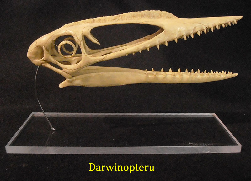 darwinopteru-2