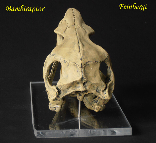 Bambiraptor feinbergi