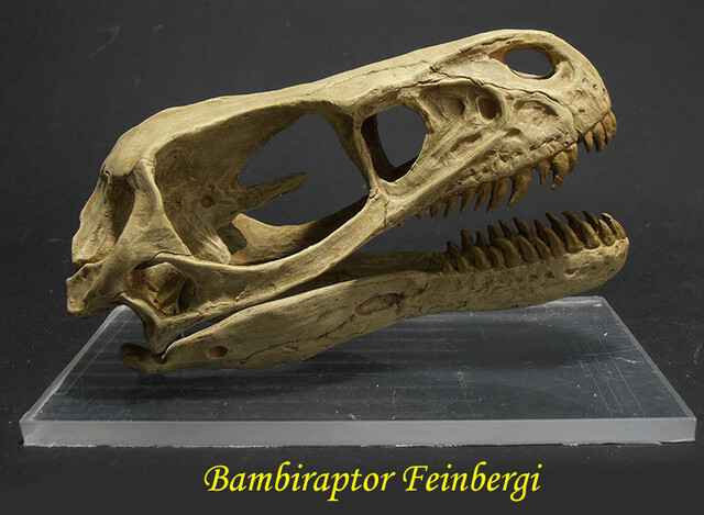Bambiraptor feinbergi