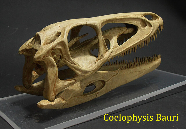 Coelophysis bauri