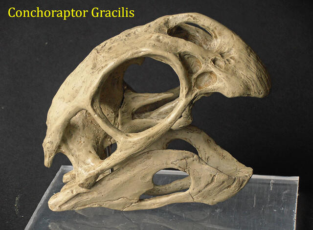 Conchoraptor gracilis