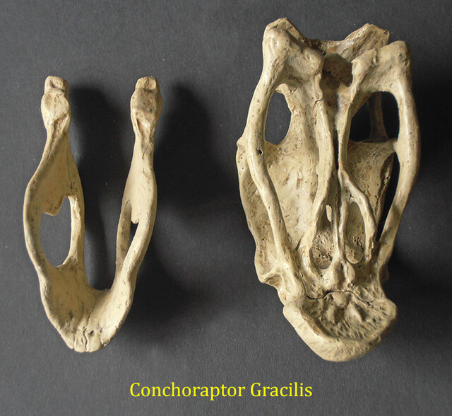 Conchoraptor gracilis