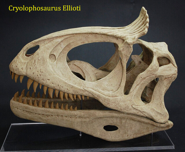Cryolophosaurus ellioti - Crâne