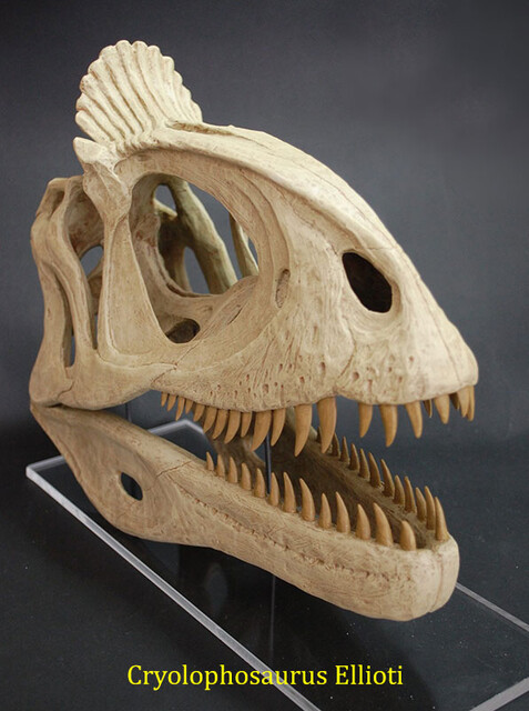 Cryolophosaurus ellioti - Crâne