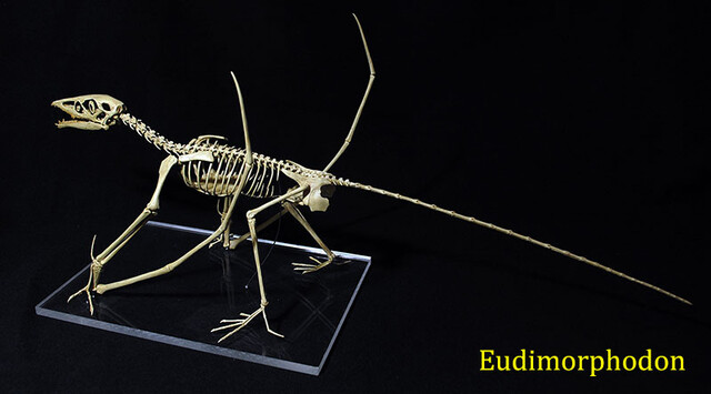 Eudimorphodon