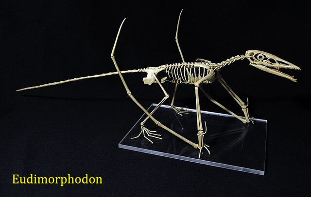 Eudimorphodon