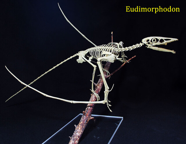Eudimorphodon