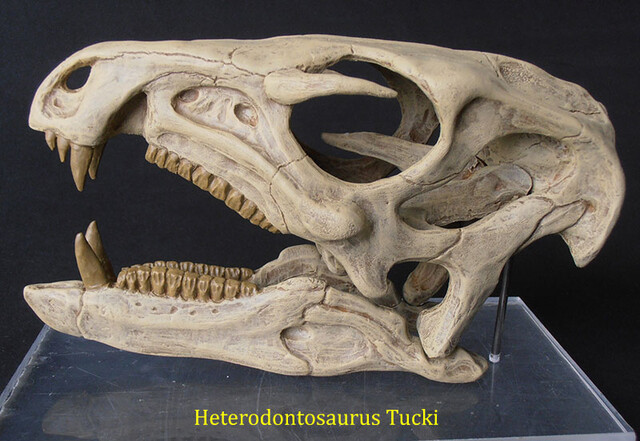 Heterodontosaurus tucki