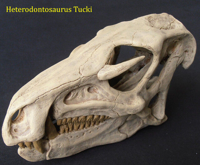 Heterodontosaurus tucki