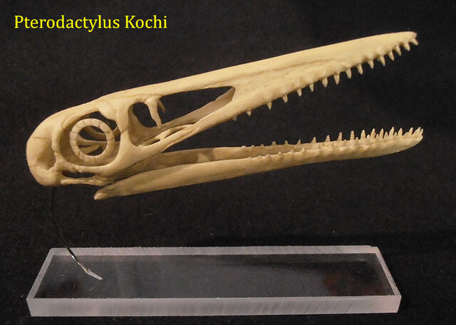 Pterodactylus kochi