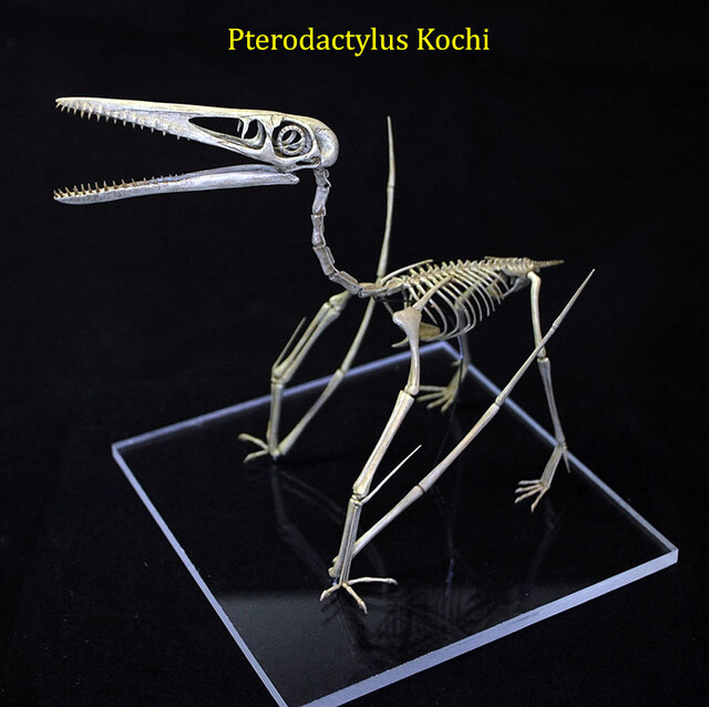 Pterodactylus kochi