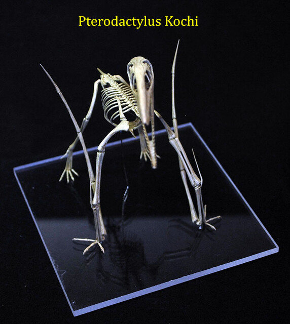 Pterodactylus kochi