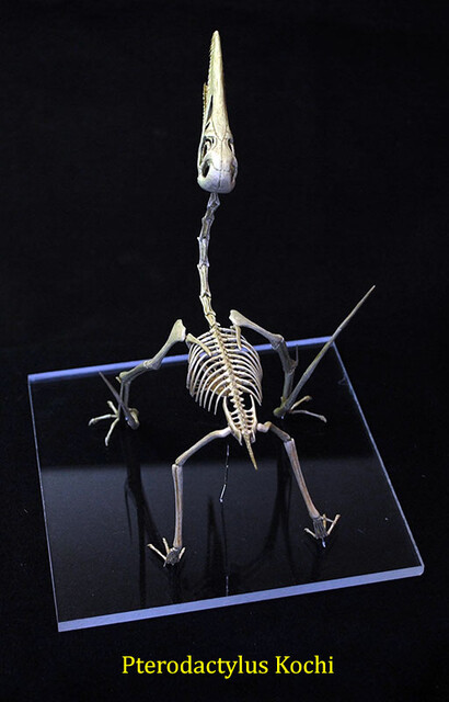 Pterodactylus kochi